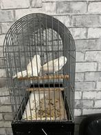 Koppel witte Kanarie, Meerdere dieren, Postuurkanarie
