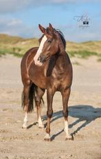 3 jarige New forest Asterhof’s Magic Gold koffievos, Dieren en Toebehoren, Merrie, Gechipt, Dressuurpony, 3 tot 6 jaar