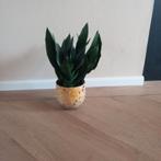 Mooie kamer plant, Huis en Inrichting, Ophalen, Overige soorten, Minder dan 100 cm