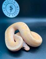 Koningspython Banana Pastel Pinstripe Desert Ghost MAN, Dieren en Toebehoren, Slang, 0 tot 2 jaar