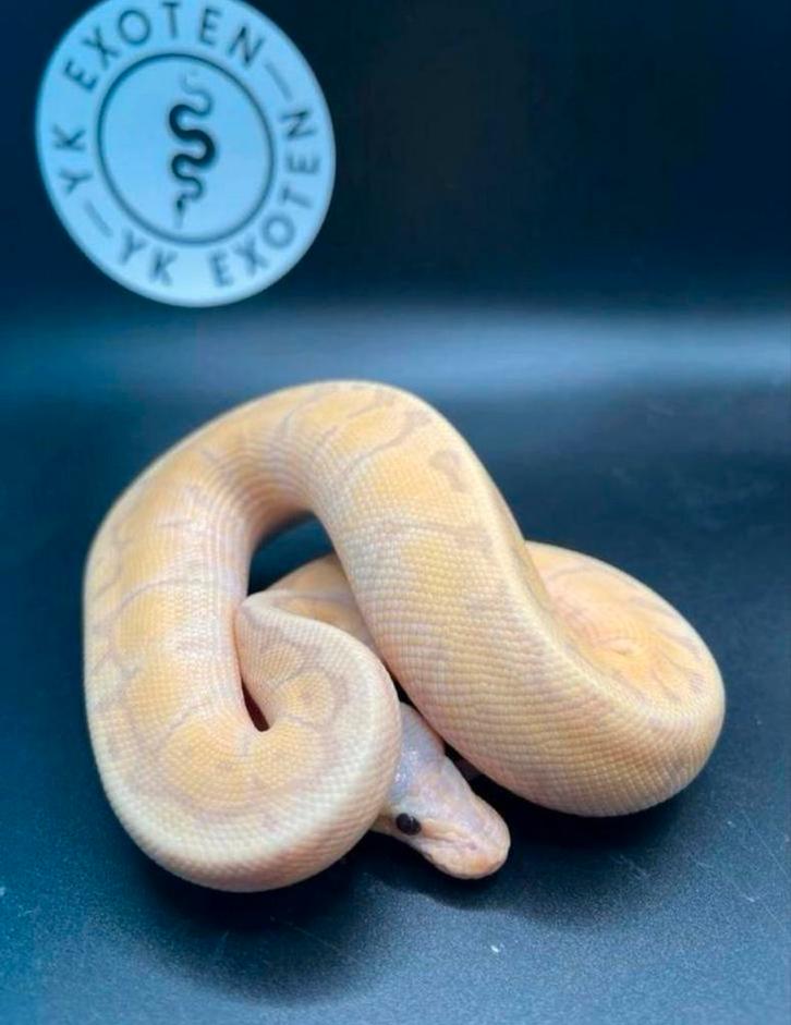 Koningspython Banana Pastel Pinstripe Desert Ghost MAN