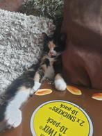 Snowshoe kittens beschikbaar, Dieren en Toebehoren, Meerdere dieren, Ontwormd, 0 tot 2 jaar