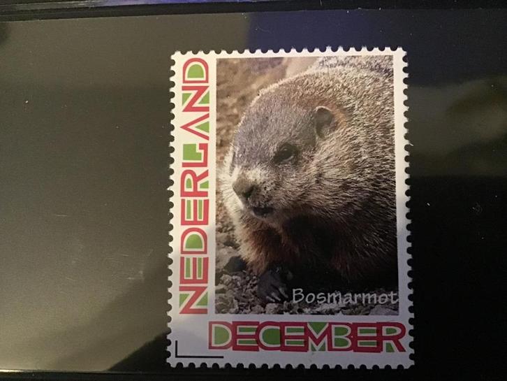 persoonlijke postzegel bosmarmot dier postfris december  267, Postzegels en Munten, Postzegels | Nederland, Postfris, Na 1940