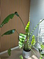 Strelitzia met nieuwe stekken, Huis en Inrichting, Kamerplanten, Ophalen, Overige soorten, Halfschaduw, In pot