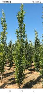 Quercus Pallustris Green Pilar ca. 350cm, stamomtr. 6-8cm, Tuin en Terras, Planten | Bomen, Zuilboom, 250 tot 400 cm, Ophalen