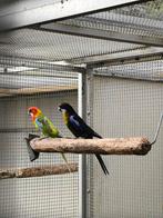 Mutatie rosella's (pracht)kweekkoppel 23 met DNA, Dieren en Toebehoren, Meerdere dieren, Parkiet