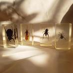 Insecten in hars verzameling per stuk, Verzamelen, Dierenverzamelingen, Nieuw, Opgezet dier, Ophalen of Verzenden, Insect