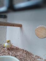 Gele mozaïek kanarie., Dieren en Toebehoren, Vogels | Kanaries, Mannelijk, Kleurkanarie