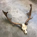 Damhert gewei, geweien, hertengewei, decoratie, Ophalen, Zo goed als nieuw, Hert, Gewei of Kop