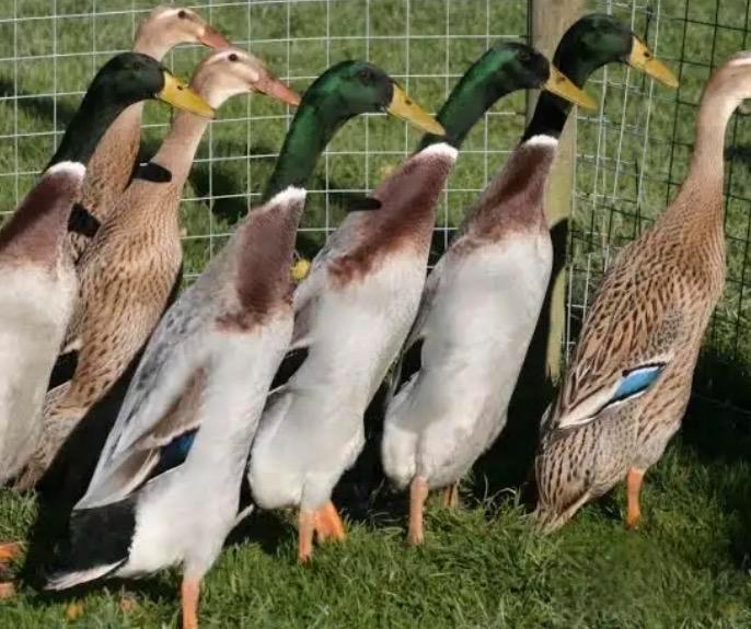 Gratis: 3 indiache loopeenden. Mannetjes., Dieren en Toebehoren, Pluimvee, Eend, Mannelijk