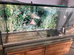 Groot terrarium, Dieren en Toebehoren, Reptielen en Amfibieën, Overige soorten, Met terrarium, 0 tot 2 jaar