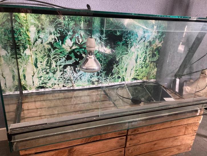 Groot terrarium, Dieren en Toebehoren, Reptielen en Amfibieën, Overige soorten, 0 tot 2 jaar, Met terrarium