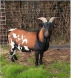 Dwergbok ( Huur), Mannelijk, Schaap