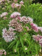 koniginnekruid / leverkruid, Tuin en Terras, Planten | Tuinplanten, Volle zon, Vaste plant, Zomer, Ophalen