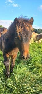 Shetland merrieveulen/shetlander/ nsps/shetlandpony, Merrie