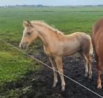 Merrieveulen new forest x paard Spaanse merrie met palomino, Dieren en Toebehoren, Niet van toepassing, 0 tot 2 jaar, Gechipt