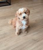 Maltipoo Dekreu!! N.t.k, Dieren en Toebehoren, Honden | Niet-rashonden, Reu, Eén hond, Nederland, Particulier