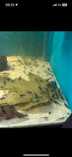 Leuke blauwe garnalen, Dieren en Toebehoren, Kreeft, Krab of Garnaal