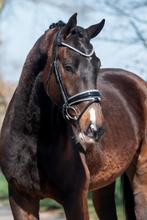 3 jarige Kjento ruin, Ruin, Dressuurpaard, Zadelmak, Gechipt