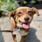AIN: Maricica, Dieren en Toebehoren, Honden | Niet-rashonden, Rabiës (hondsdolheid), Handelaar, Buitenland, Teef