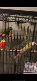 Pyrrhura koppel, Dieren en Toebehoren, Vogels | Parkieten en Papegaaien, Meerdere dieren, Papegaai, Tam