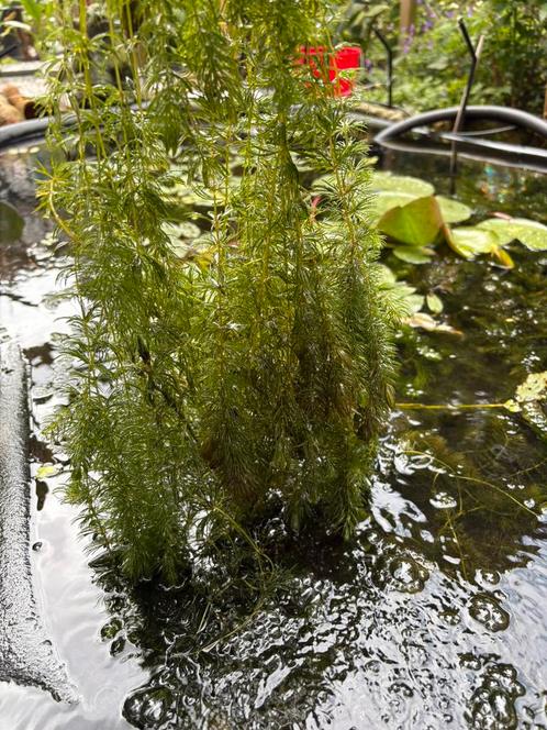 Hoornblad , zuurstof plant voor uw vijver !, Tuin en Terras, Vijvers, Zo goed als nieuw, Ophalen of Verzenden