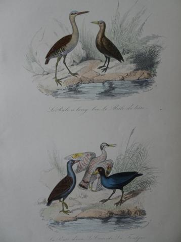 Litho in kleur, vijf vogels Ral, Zonneral, Kraanvogels 1841 beschikbaar voor biedingen
