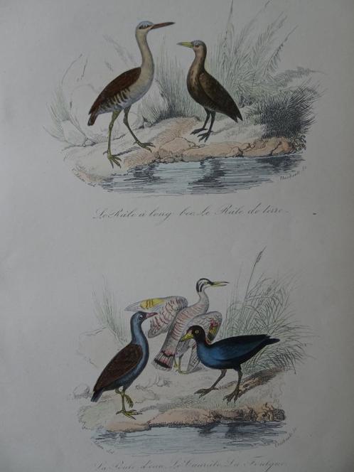 Litho in kleur, vijf vogels Ral, Zonneral, Kraanvogels 1841, Antiek en Kunst, Kunst | Litho's en Zeefdrukken, Verzenden