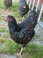 4 mooie barnevelders hennen tekoop, Dieren en Toebehoren, Pluimvee, Vrouwelijk, Kip