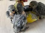 Handtamme lieve agapornissen, Meerdere dieren, Dwergpapegaai of Agapornis, Tam