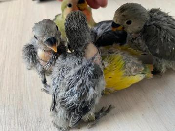 Handtamme lieve agapornissen beschikbaar voor biedingen