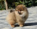 Mini Bearface Orange Pomeriaan/Pomeranian Reutje, Dieren en Toebehoren, Honden | Poolhonden, Keeshonden en Oertypen, Nederland