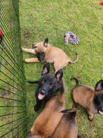 Mechelse x Hollandse herder pups, Dieren en Toebehoren, 8 tot 15 weken, Meerdere, Meerdere dieren, Herder