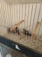 Bonte diamant duiven, Dieren en Toebehoren, Vogels | Overige Vogels, Meerdere dieren, Geringd