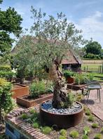Olijfboom in pot - Diverse maten 🪴, Tuin en Terras, Planten | Bomen, 100 tot 250 cm, Olijfboom, Zomer, Ophalen