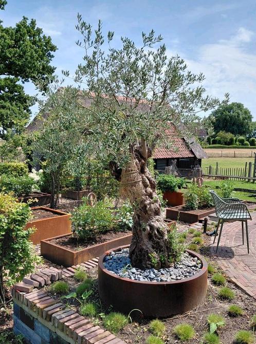 Olijfboom in pot - Diverse maten 🪴, Tuin en Terras, Planten | Bomen, Olijfboom, 100 tot 250 cm, Volle zon, Zomer, In pot, Ophalen