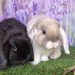 koppeltje hangoorkonijntjes te koop, Dieren en Toebehoren, Konijnen, Meerdere dieren, Dwerg, Hangoor, 0 tot 2 jaar