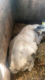 Blauwe stier van 4 maand te koop!, Dieren en Toebehoren, Runderen, Mannelijk