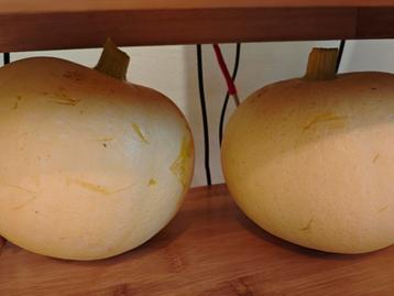 Gouden courgette  beschikbaar voor biedingen