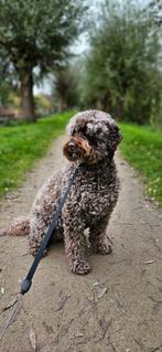 Honden oppas aangeboden, Diensten en Vakmensen, Dieren | Honden | Verzorging, Oppas en Les