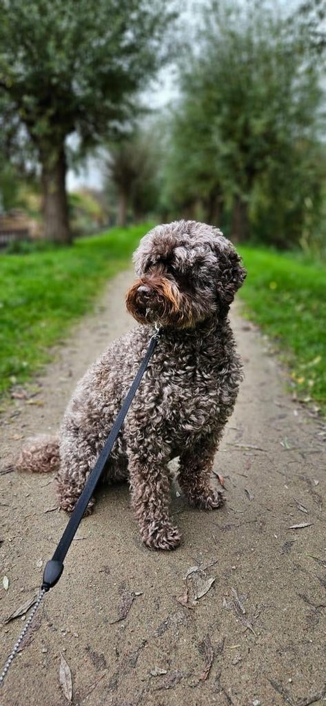 Honden oppas aangeboden, Diensten en Vakmensen, Dieren | Honden | Verzorging, Oppas en Les