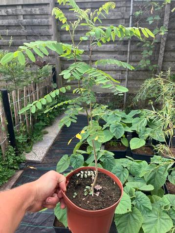 Amorpha beschikbaar voor biedingen
