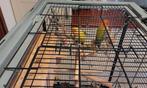2 Agapornissen  oftewel  Love Birds met kooi, Dieren en Toebehoren, Geslacht onbekend, Dwergpapegaai of Agapornis, Geringd