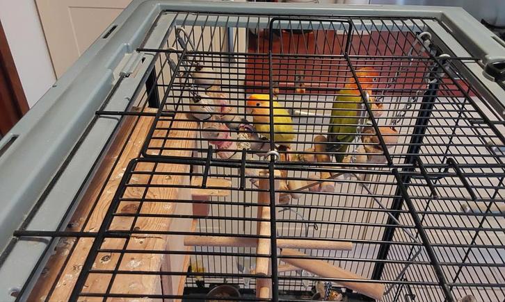 2 Agapornissen  oftewel  Love Birds met kooi, Dieren en Toebehoren, Vogels | Parkieten en Papegaaien, Dwergpapegaai of Agapornis