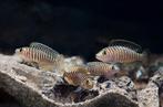 Ik zoek de neolamprologus similis, Dieren en Toebehoren, Vis