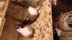 Duiven, Dieren en Toebehoren, Vogels | Duiven