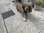 Leuke shih tzu pups, Dieren en Toebehoren, Rabiës (hondsdolheid), Overige rassen, 8 tot 15 weken, Meerdere