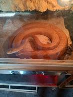 1.1 volwassen en bewezen koppel obsoleta quadrivittata, Dieren en Toebehoren, Reptielen en Amfibieën, Hagedis, 0 tot 2 jaar