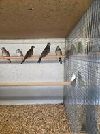 Vredes duifjes, Dieren en Toebehoren, Vogels | Duiven, Meerdere dieren, Overige soorten
