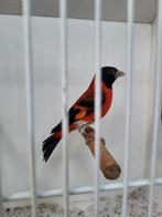 Kapoetsensijzen, Mannelijk, Geringd